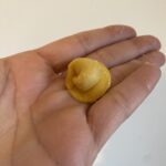 Cappelletti in brodo: o prato tradicional de inverno em Marche