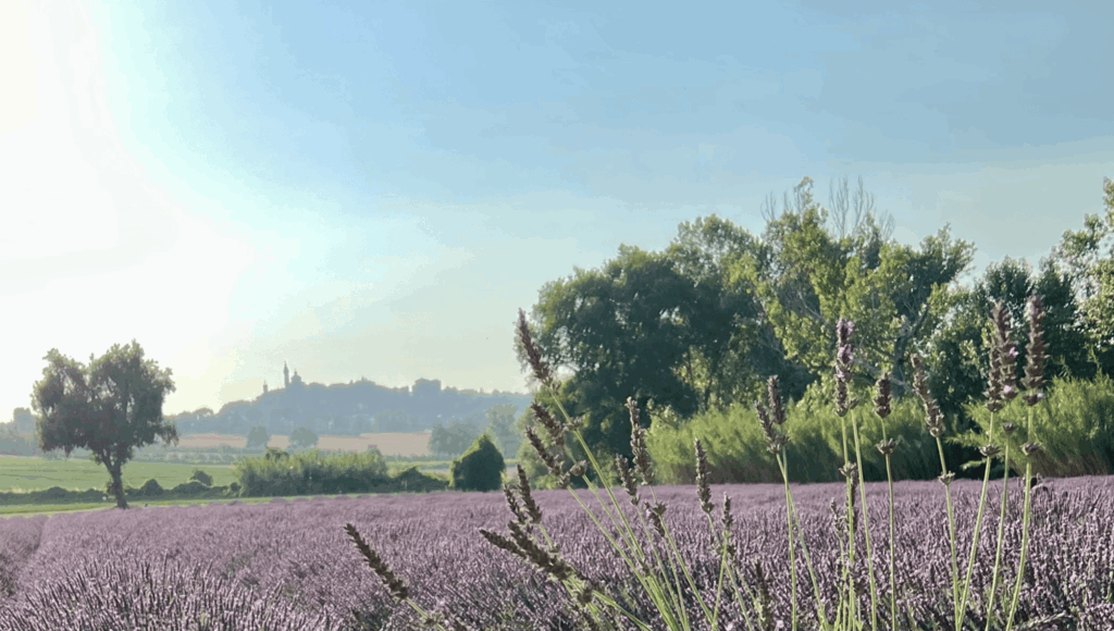 Campo de lavanda com o burgo de Corinaldo no fundo