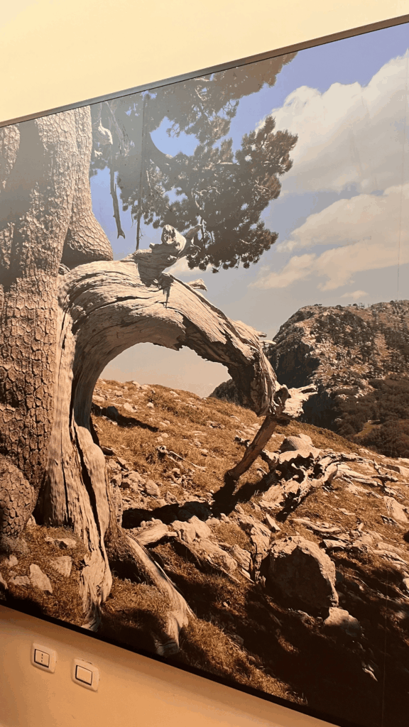 Foto do Pino Loricato