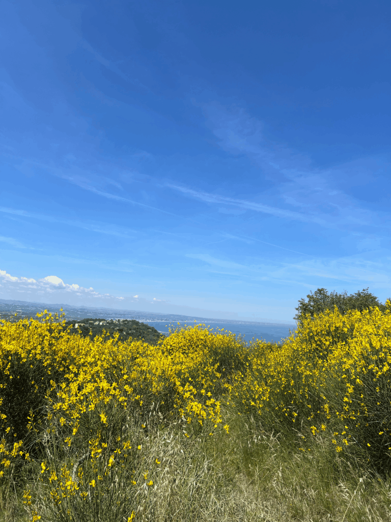 Teto do mundo com a floração da Flor de Vassoura