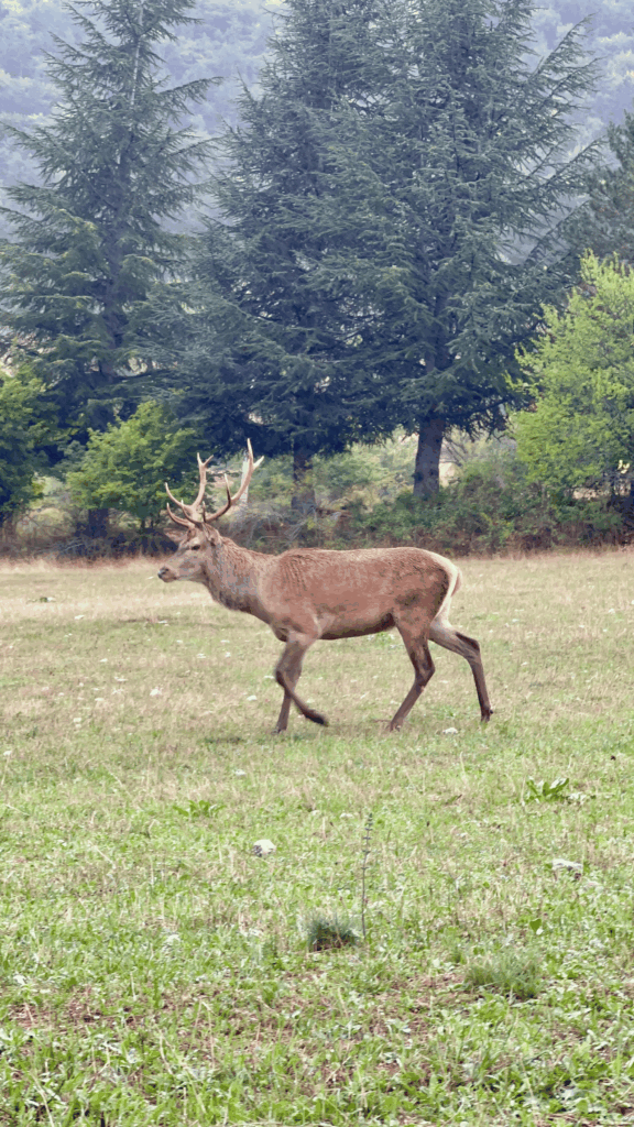 Veado que passeia nos arredores de Villalago